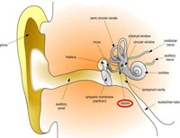 smallest bone in ear